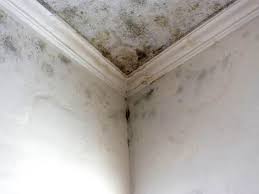 Why You Should Choose Our Mold Remediation Services in Pierce, NE